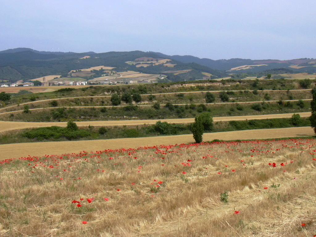 Dove sono finiti i papaveri? Papaver rhoeas